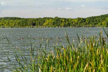 Obraz premium Enten auf dem Zierker See in Neustrelitz