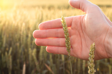 Hand of a farmer touching ripening wheat ears in early summer.