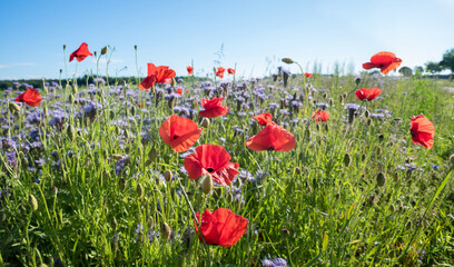 plantation at the field edge, for bees, with red poppies and phacelia flowers