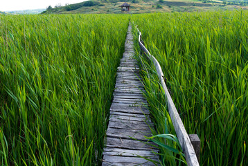 Wooden path in the reed field. Path through the reeds. Observation tower. The reed from Sic, Cluj, Romania