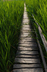 Wooden path in the reed field. Path through the reeds. 
The reed from Sic, Cluj, Romania