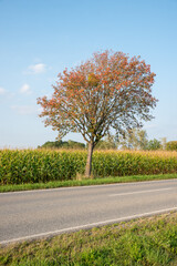 rowan tree in front of cornfield, at the roadside, blue sky