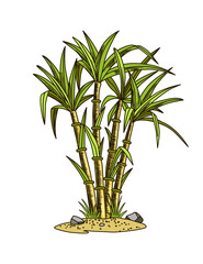 Cane sugar. Sugarcane plant. Engraving hand drawn natural organic food or natural ingredient. Fresh sugar bamboo