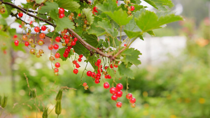 Redcurrant berries on a branch in the village garden