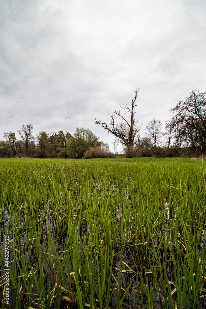 Wall mural landscape with a swamps