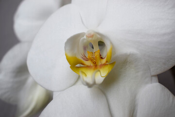 Close-up photo of a white orchid.