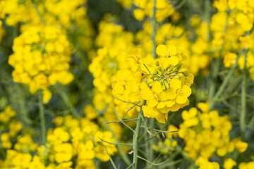 Canola flowers ina field in Brittany