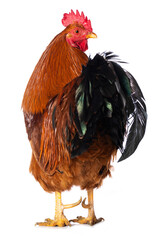 New hampshire cock on white background