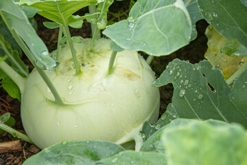 Kohlrabi in the vegetable beet 