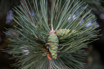 Pine cones on branches in close up