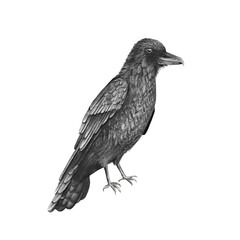 Animal illustration: Raven bird, watercolor, isolated