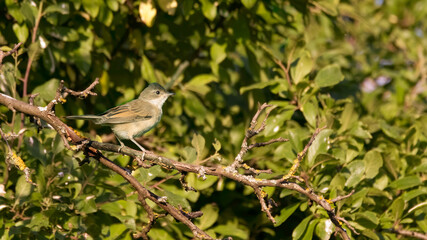 bird, natur, wild lebende tiere, tier, spatz, ast, baum, wild, schnabel,