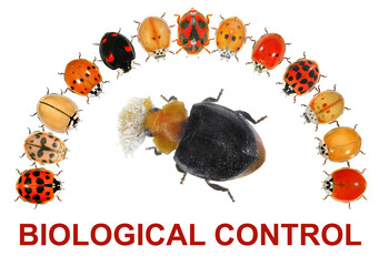 Ladybugs. Beetles. Ladybird beetles. Coleoptera, Coccinellidae. Color biodiversity. Biological control. Insects isolated on a white. Designed background 