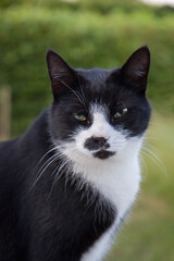 Black and white cat in a garden - close up of the face