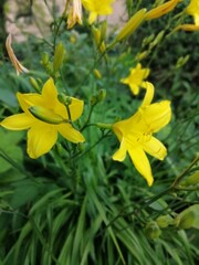 a bunch of blooming yellow daylilies on flower bed in summer.Floral Wallpaper