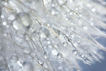 Fototapeta premium Beautiful dew drops on a dandelion seed. Beautiful soft background. Macro photography.