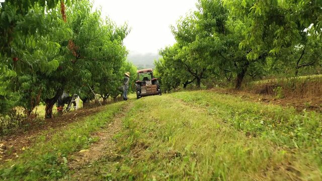 Low aerial camera pushes into tractor with flatbed loaded with peach crates as worker sorts them.