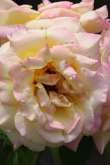 Large yellowish-pink rose flowers blossoming in late spring