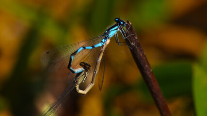 Drgonfly mating