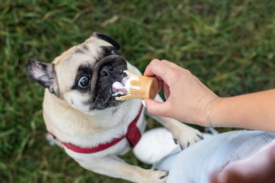 Pug dog eats ice cream. Person treats the dog with ice-cream during the summer heat. High-angle shot.