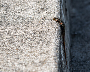 Lézard des murailles