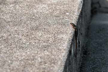 Lézard des murailles