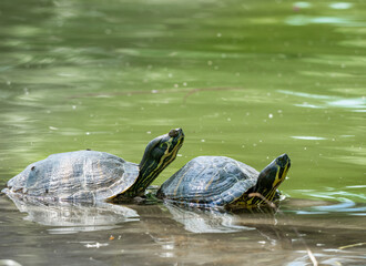 Obraz premium Two European pond turtles (Emys orbicularis) at the surface of the water swimming or mating.