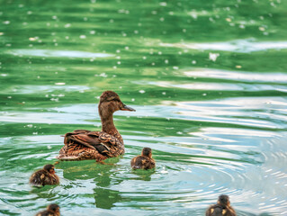 Mama duck with ducklings swimming on the water of a lake in Bucharest