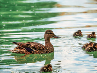 Mama duck with ducklings swimming on the water of a lake in Bucharest