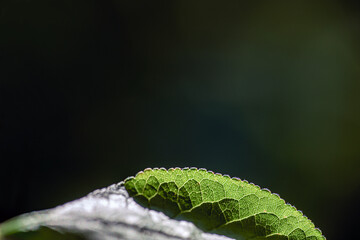 green leaf with water drops, nacka, sverige, sweden, stockholm