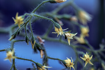 flower of tomatoplant, nacka, sverige, sweden, stockholm