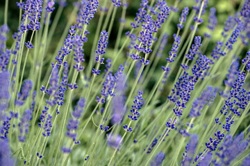 lavender in the garden, nacka, sverige, sweden, stockholm