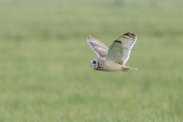 Short-eared owl (Asio flammeus) flying over green fields while hunting in winter