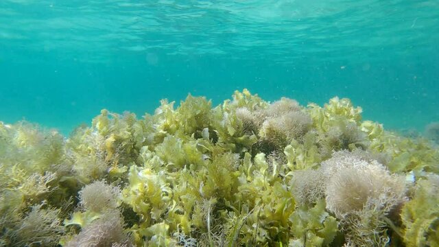 Shallow water covered with algae, blue water surface in the background. Brown algae (Sargassum sp.) and Red algae (Liagora viscida)
