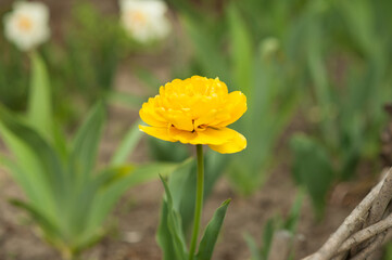 Yellow curly tulip blooming in the garden.