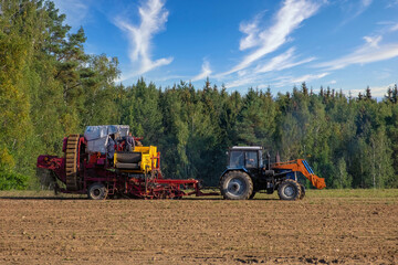 Fototapeta premium Farmers the combine harvesting potato crop in the field an autumn