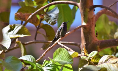 beija-flor-tesoura