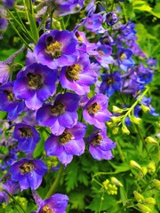 Fototapeta premium flowers in the garden