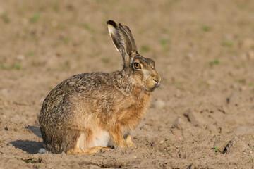 European hare (Lepus europaeus)