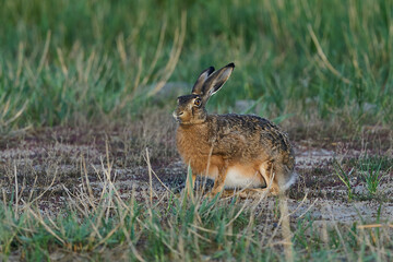 Naklejka na ściany i meble European hare (Lepus europaeus)