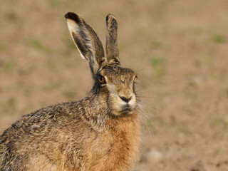 European hare (Lepus europaeus)