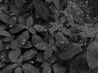 Stipple Technique Plants and Leaves