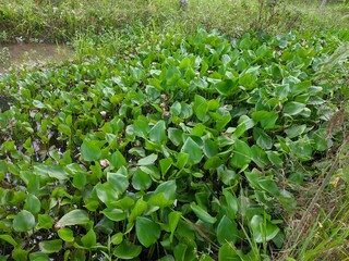 Eichhornia crassipes plants in tropical nature borneo