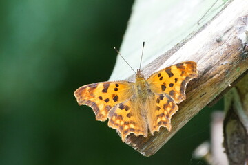 Motyl ,motyl na drewnie ,odpoczywający motyl ,kolorowy owad ,kolorowy owad © LBanacki