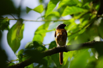Pleszka ,ptak pleszka ,samiec pleszki ,ptak w okresie godowym ,ptak z owadem w dziobie ,ptak i owad ,pleszka na gałęzi