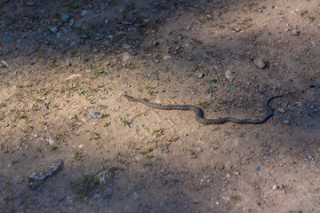 a rattlesnake crawls along the pedestrian part of the road.