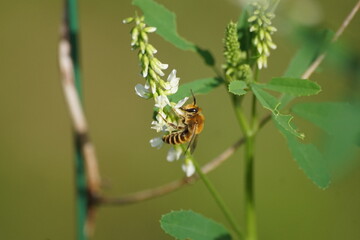 Fototapeta Pszczoła ,owad zapylający ,pszczoła na kwiecie obraz
