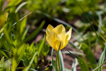 Beautiful bright yellow tulip close-up. Spring flowers tulips in flower beds.