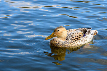 Leucistic female mallard duck with partial loss of pigmentation
