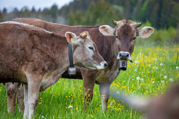 Allgäu - Kühe - Hörner - Braunvieh - Blumen - Frühling